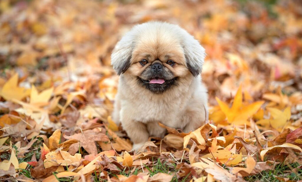 二重あごに対するサーマクールの効果はどれくらい？