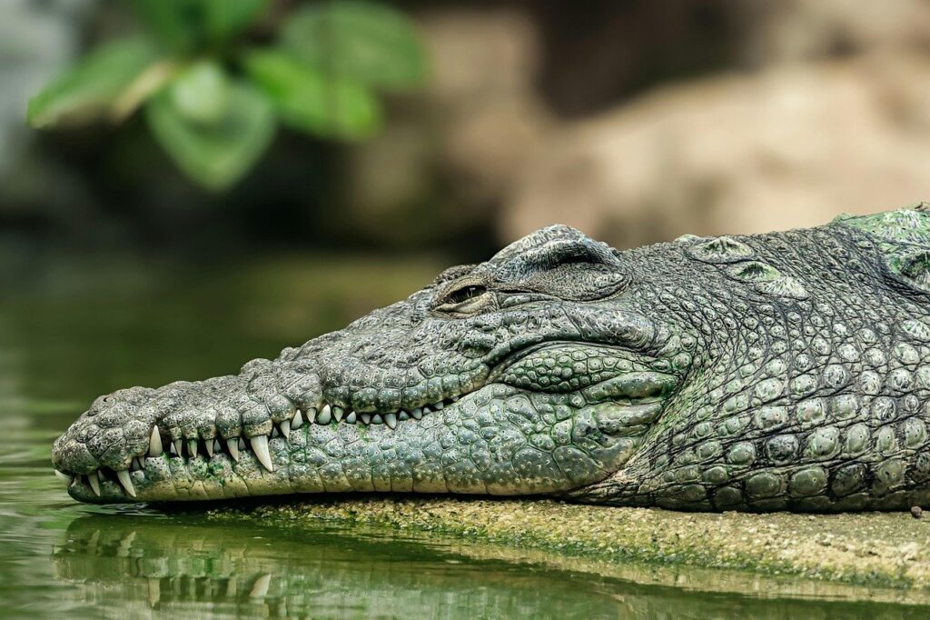 二重あごに対するサーマクールの効果はどれほど期待できる？