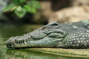 二重あごに対するサーマクールの効果はどれほど期待できる？