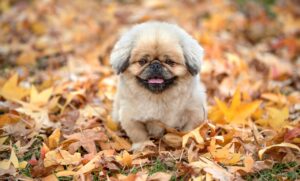 サーマクールの効果はいつから実感できるのか？