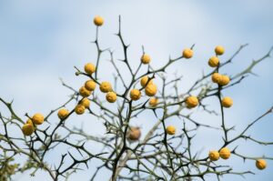 ハイフ施術後のダウンタイムはあるの？