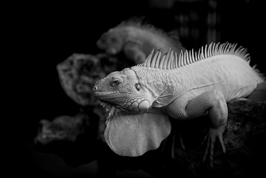 サーマクールFLXの効果を他の施術と比較するとどうなる？