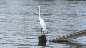 ハイフでの赤みはいつまで続くのか知りたいですか？