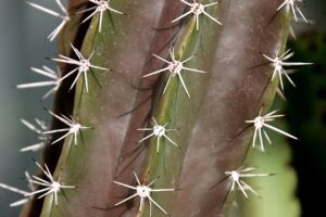 ハイフとサーマクールの効果はどれくらい持続するのか？