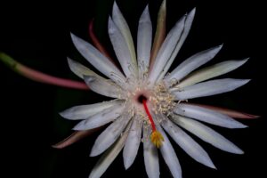 ハイフを受ける際の通うペースの目安はどのくらい？