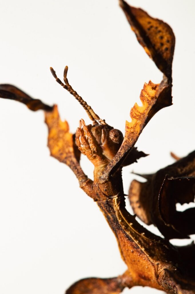 ハイフ治療による火傷のリスクはある？