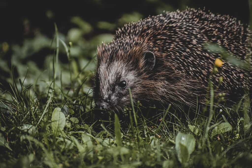 切らないリフトアップに即効性はある？