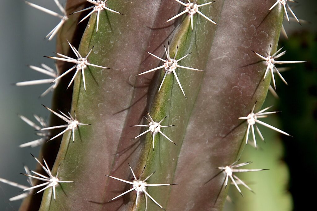 サーマクールを5回継続した場合の効果は？