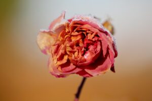 ハイフ施術中に痛い時、どう対処すればいい？
